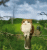 giphy.com-media-0Ar2otUdwBlKAaw7Vt-giphy-downsized.gif
